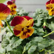 Viola cornuta Laeta Fire