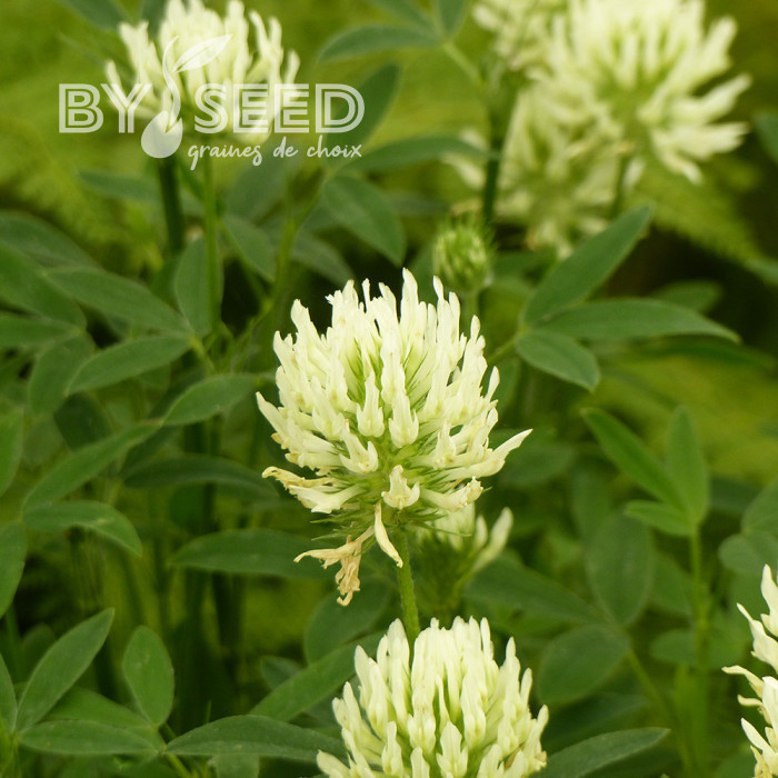 Trèfle - Trifolium ochroleucon