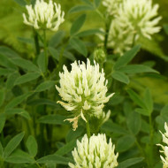 Trèfle - Trifolium ochroleucon