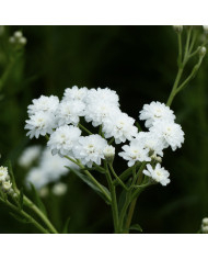 Muflier Maximum Appleblossom