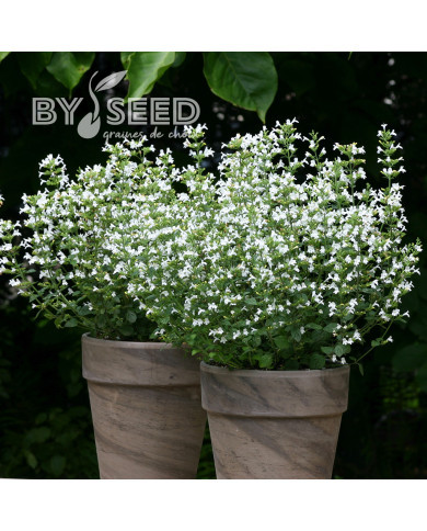 Calamintha nepeta Marvelette White