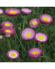 Helichrysum microphyllum Silver Mist