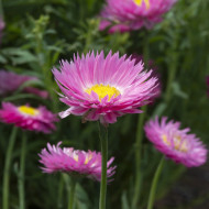 Acroclinium (Helipterum) Goliath