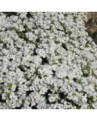 Arabis caucasica Catwalk White (graines enrobées)