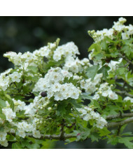 Campanule poscharskyana