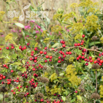 Aubépine - Crataegus monogyna