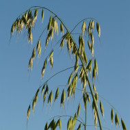 Avoine
