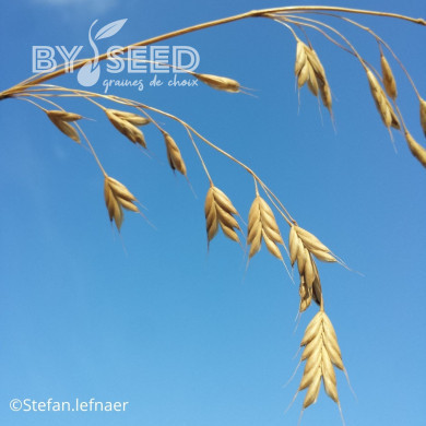 Bromus secalinus
