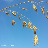 Bromus secalinus