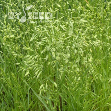 Bromus secalinus