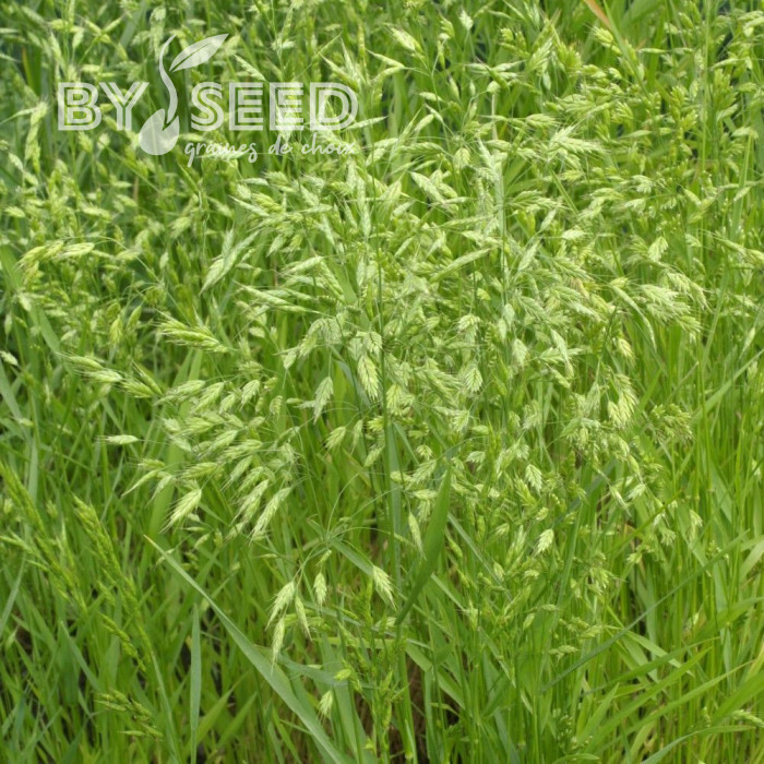 Bromus secalinus