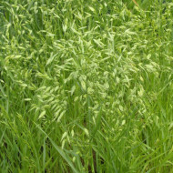 Bromus secalinus
