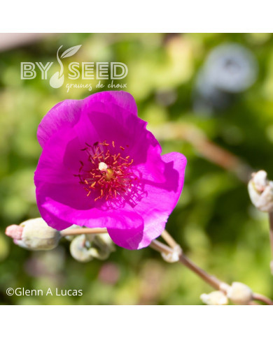 Calandrinia Ruby Tuesday