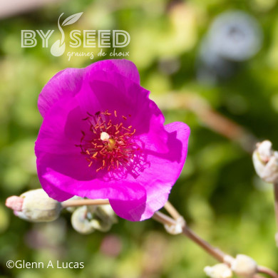 Calandrinia Ruby Tuesday