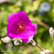 Calandrinia Ruby Tuesday