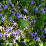 Campanule poscharskyana