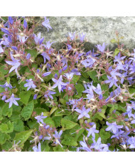 Concombre du Sikkim