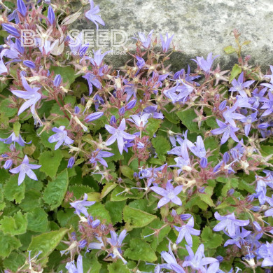 Campanule poscharskyana