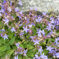 Campanule poscharskyana