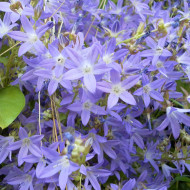 Campanule poscharskyana