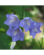 Campanule poscharskyana