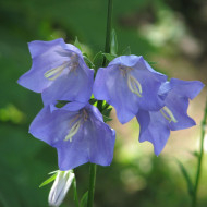 Campanule à feuille de pêcher Grandiflora caerulea