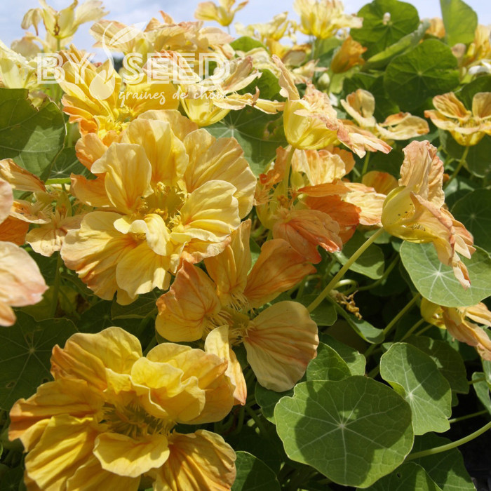Capucine naine Whirlybird Apricot