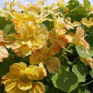 Capucine naine Whirlybird Apricot