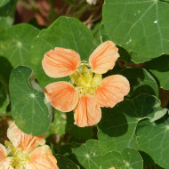 Capucine naine Whirlybird Apricot