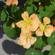 Capucine naine Whirlybird Apricot