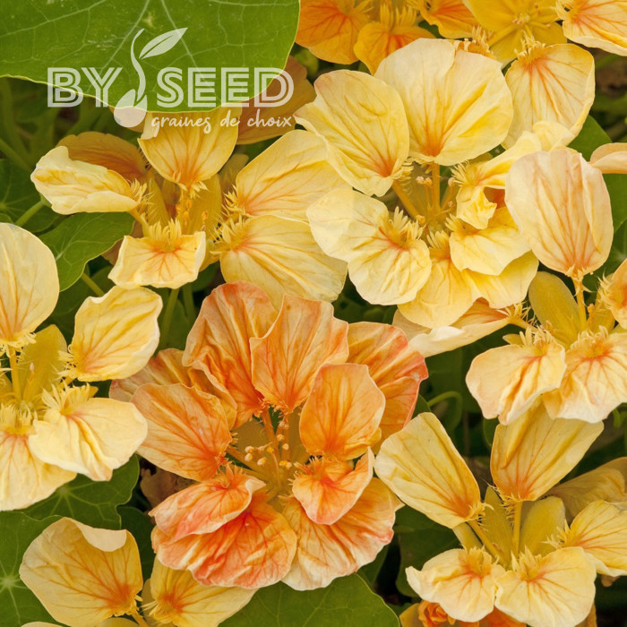Capucine naine Whirlybird Apricot