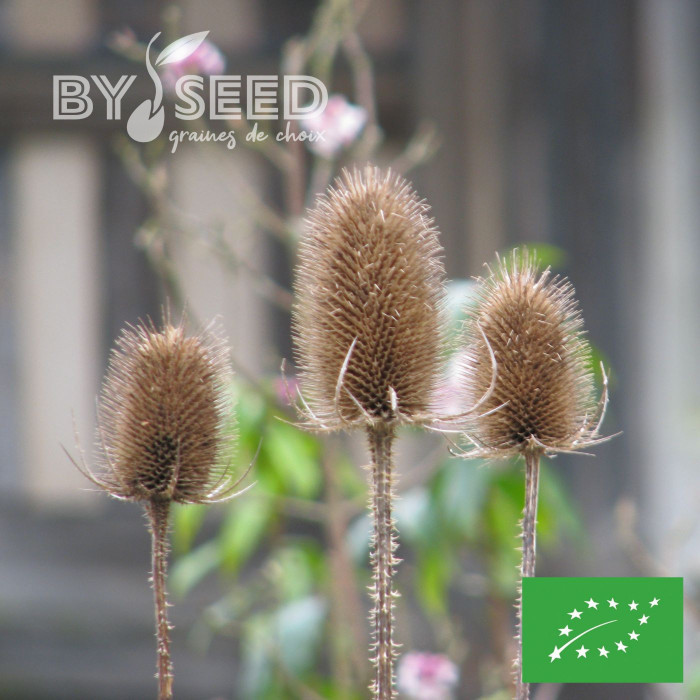 Cardère sauvage Dipsacus sylvestris BIO