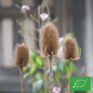 Cardère sauvage Dipsacus sylvestris BIO