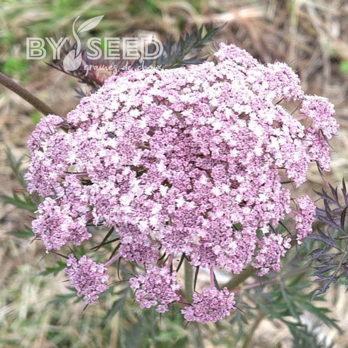 Carotte Purple Dragon (bisannuelle)