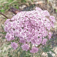 Carotte Purple Dragon (bisannuelle)