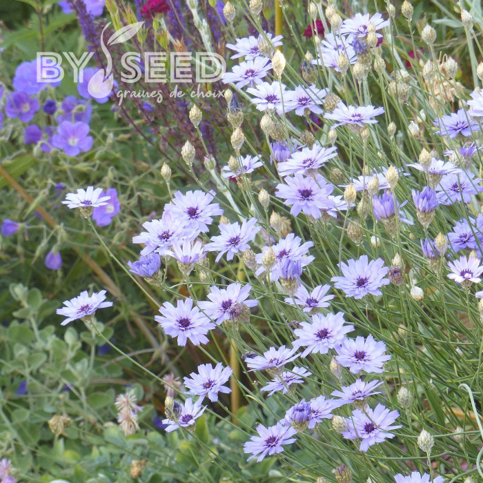 Catananche Amor blue (Cupidone)
