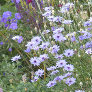 Catananche Amor blue (Cupidone)