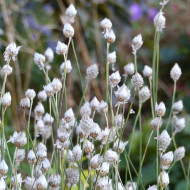 Catananche Amor blue (Cupidone)