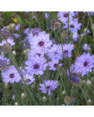 Campanule medium F1 Big Ben White Imp. (graines enrobées)