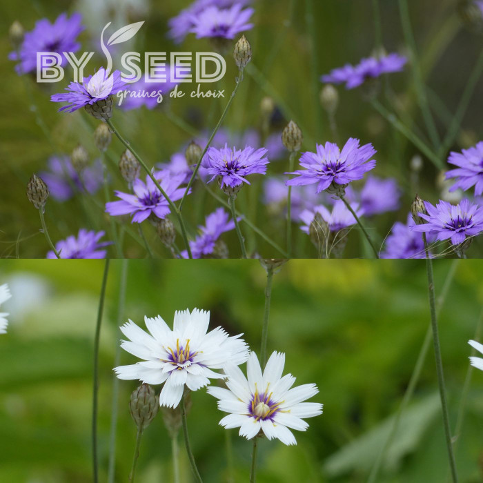 Catananche Amor Blue-White (Cupidone)