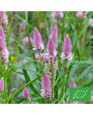Célosie plumeuse Sunday Pink Bright