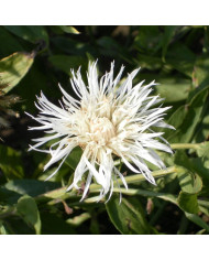 Centaurée americana Aloha Rosa