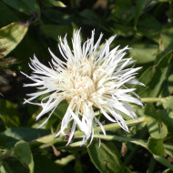 Centaurée americana Aloha Blanca