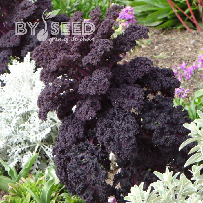 Chou frisé (kale) Scarlet