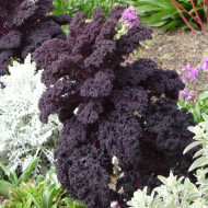 Chou frisé (kale) Scarlet