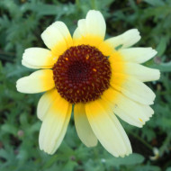 Chrysanthème à carène Polar Star