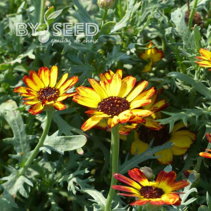 Chrysanthème à carène Sunset flame shades