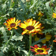 Chrysanthème à carène Sunset flame shades