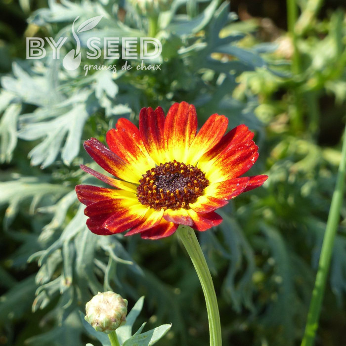 Chrysanthème à carène Sunset flame shades