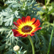 Chrysanthème à carène Sunset flame shades